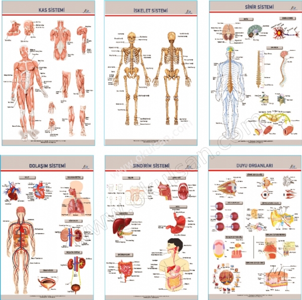 Anatomi Levhalar panosu, Anatomi levhalar 6 l set fiyat 70x100 cm