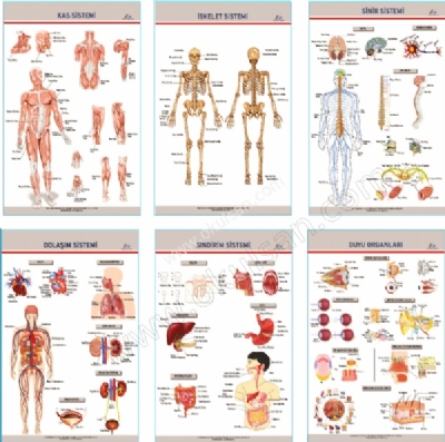 Anatomi Levhalar panosu, Anatomi levhalar 6 l set fiyat 70x100 cm